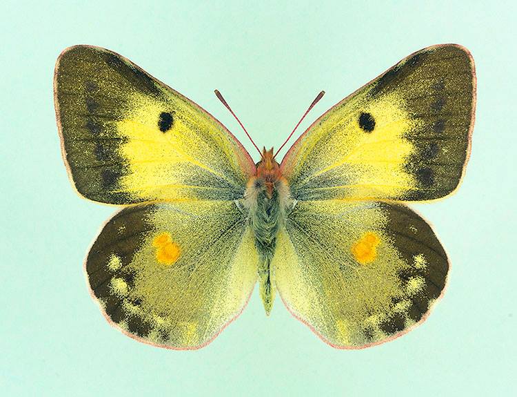 Colias croceus male (aberration, nigra+latemarginata+basisuffusa) [Internet image property of respective owner, non commercial use only]